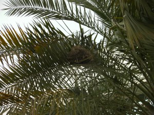 Birdnest1