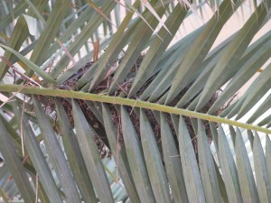 Birdnest3 Birdnest3
