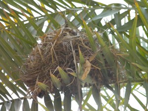 Birdnest2