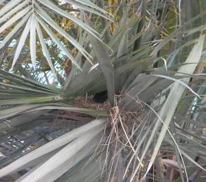 birdnest21 bird nest between two palm fronds