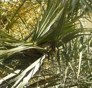 birdnest31 momma bird