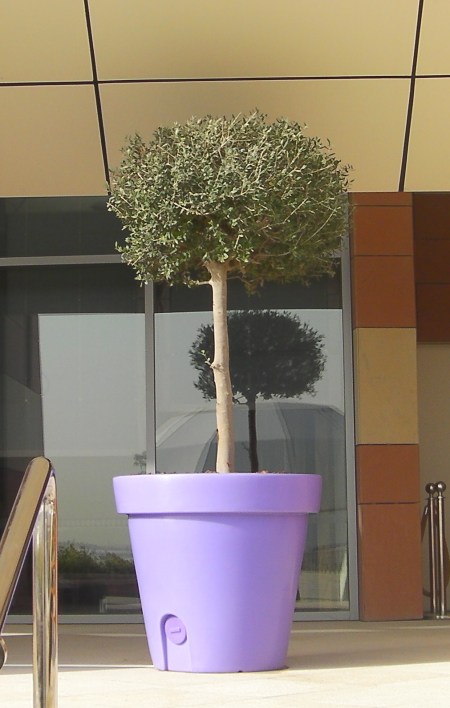 tree