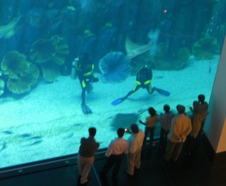 divers divers