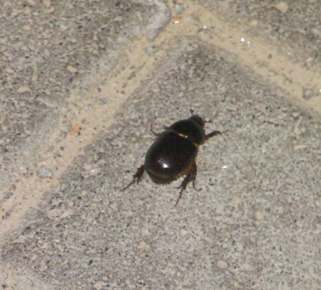 scarab