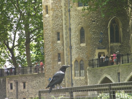 Raven