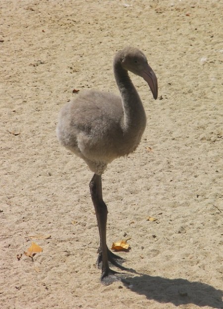 FlamingoBaby