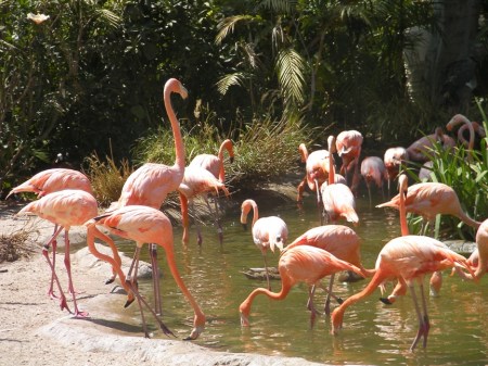 Flamingos