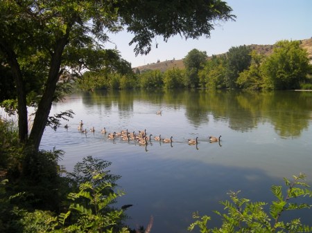 Geese Geese