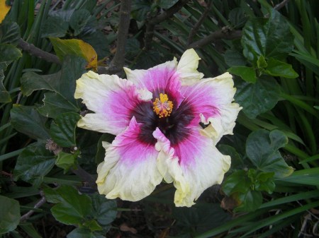 Hibiscus1