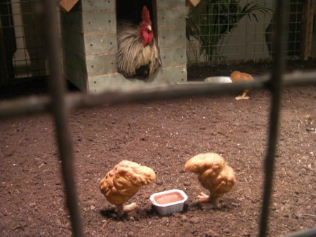 BanksyChickMcNuggets BanksyChickMcNuggets