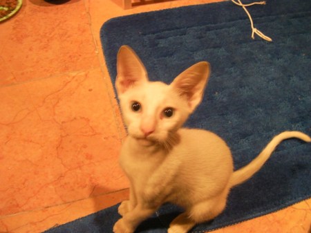 Oliver