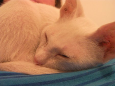 Oliver2 Oliver2