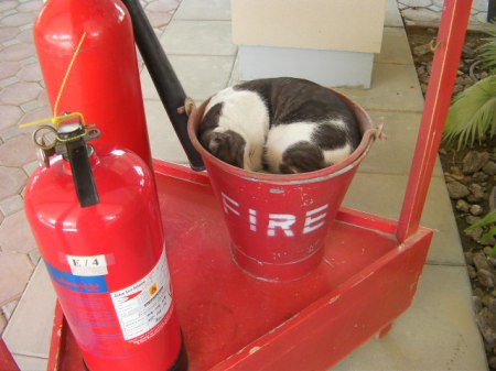 Miss Kitty napping in the fire bucket.