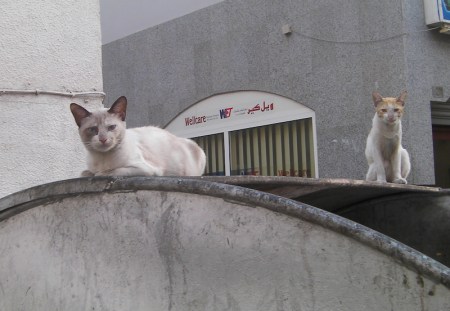 AngelsDirtyFaces two cats on a dumpster