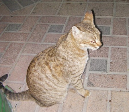 brown tabby street cat