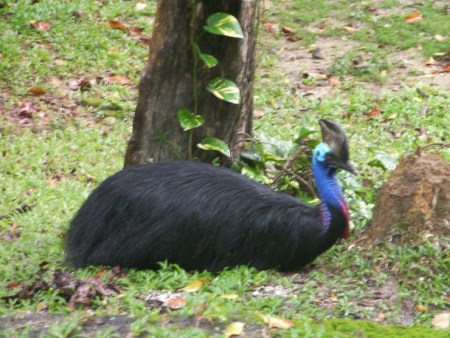 Southern Cassowary