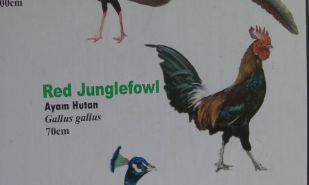 sign showing a rooster labeled as Red Junglefowl