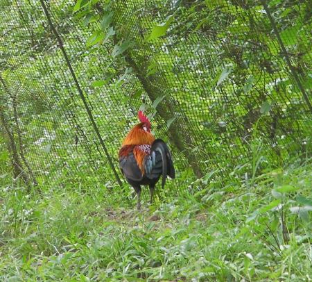 actual picture of a junglefowl rooster