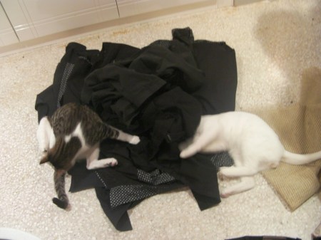 one pile of laundry and two cats