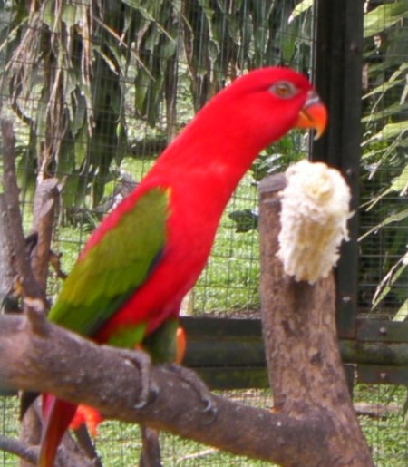bright red lovebird with green wings