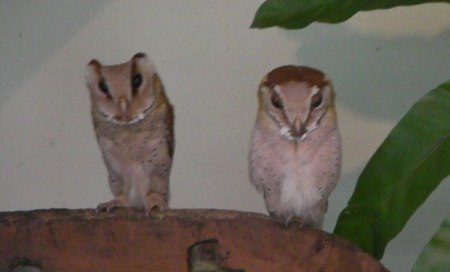 two owls