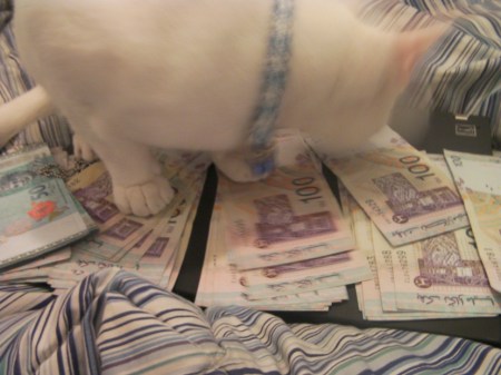 cat smelling money