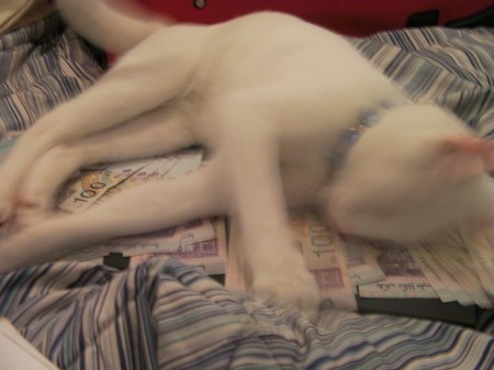 cat rolling on money