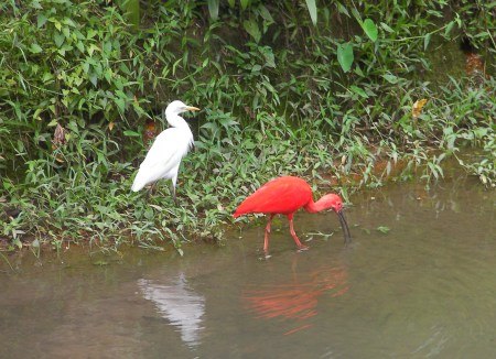 white ibis and scarlet ibis