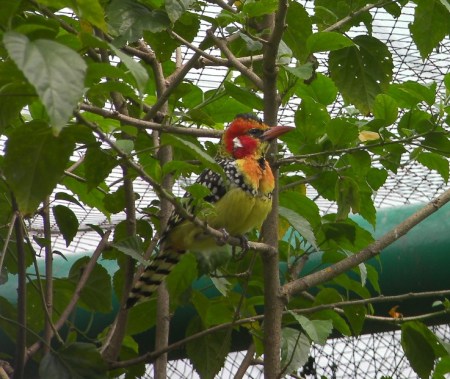 brighlty colored bird with speckles