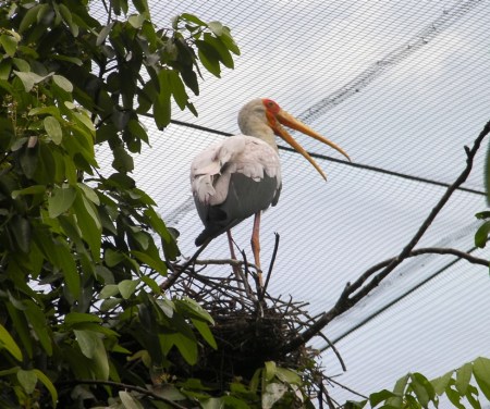stork on its nest in a tree