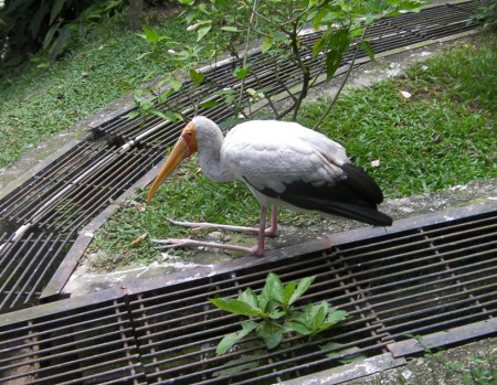 stork resting on its knees