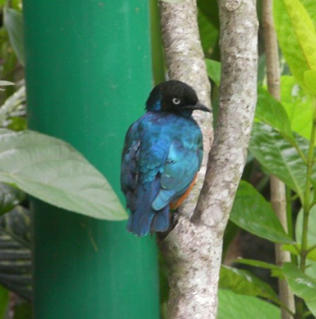 blue bird with black head