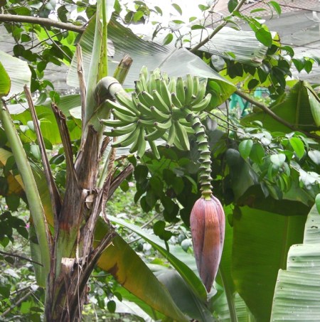 Bananas banana plant
