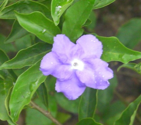 Blue blue flower