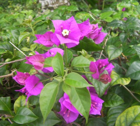 Bvilla bougainvillea