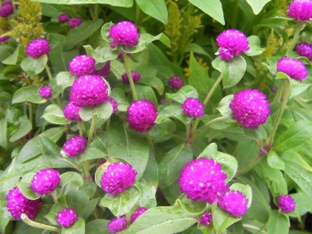 Clover purple clover-like blooms