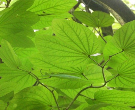 green vibrant green leaves