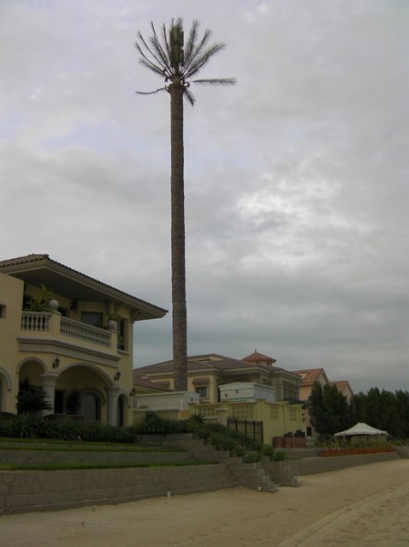 GT5 cell tower disquised as a palm tree