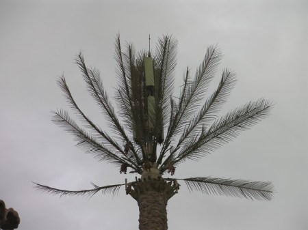 GT6 close up of fake palm