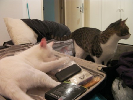 two cats in a suitcase