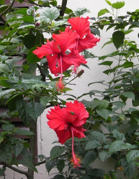 Hibiscus red hibiscus