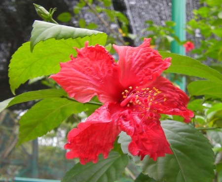 Hibiscus2 red hibiscus