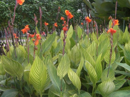 Orange orange blooms with striped leaves