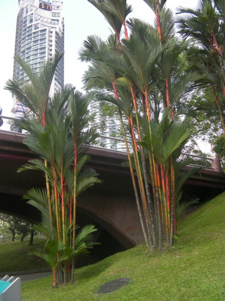 Palm1 red stemmed palm bushes