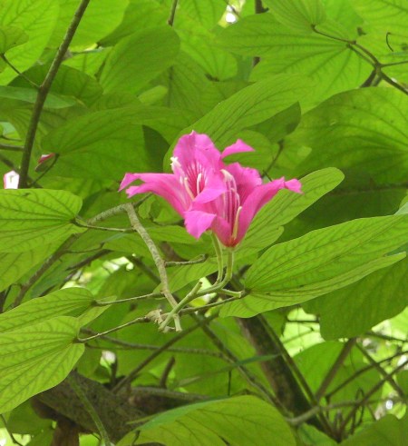 pink pink flower