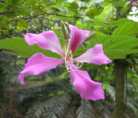 pink2 pink bloom