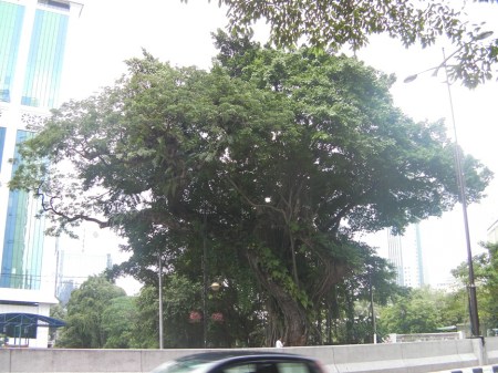 Tree1 tree