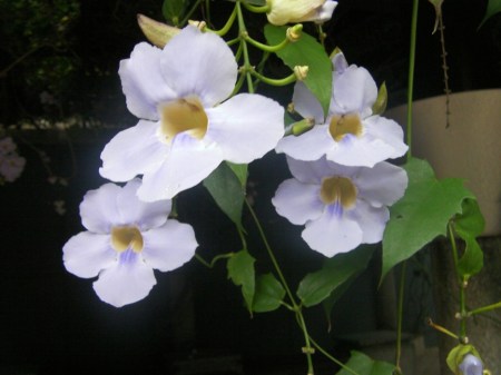 Vine lavendar blooms on a vine