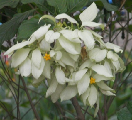 White white bloom with multiple petals and a yellow star shaped center