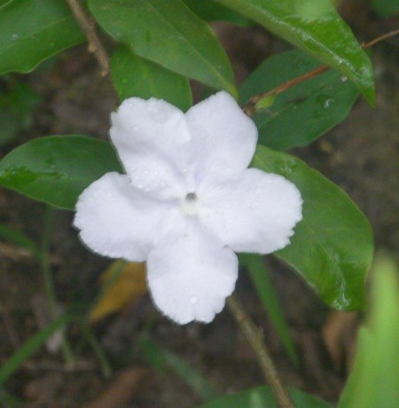 white2 small white bloom